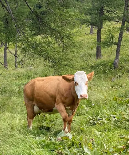 Mutterkuh