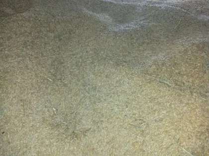 Hafer zu verkaufen
