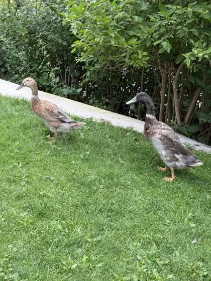 Enten zu verschenken