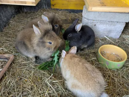Junge Zwergkaninchen