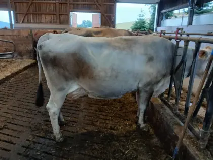 Verkaufe BV-Kuh in Milch