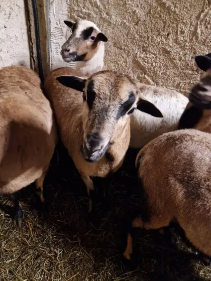 Kamerunschafe, Auen und sehr zutraulicher Bock
