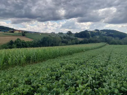 Verkaufe Silomais 1,17 ha KG Losau, 3.652 Leiben