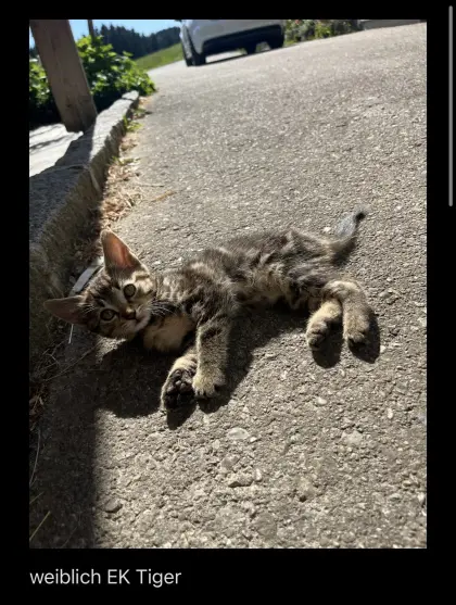 Kätzchen, Katzen