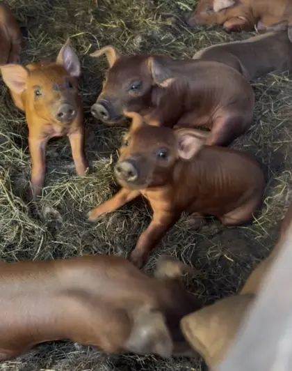 Bio Duroc Ferkel