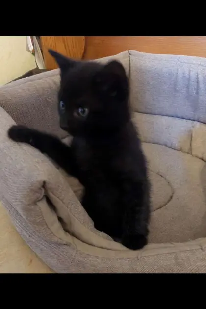Babykatze