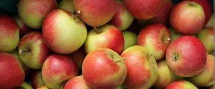 Suche 500 kg Futteräpfel/Pressäpfel