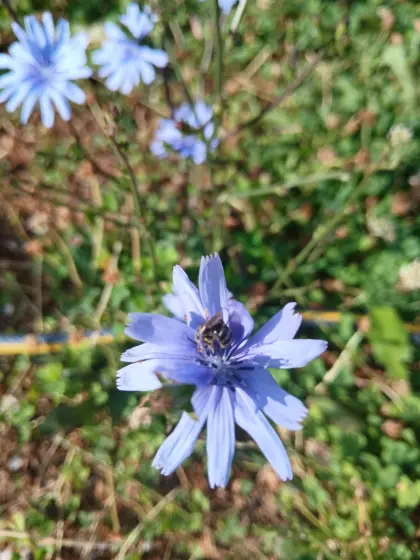 Lavender-Araucanerhenne