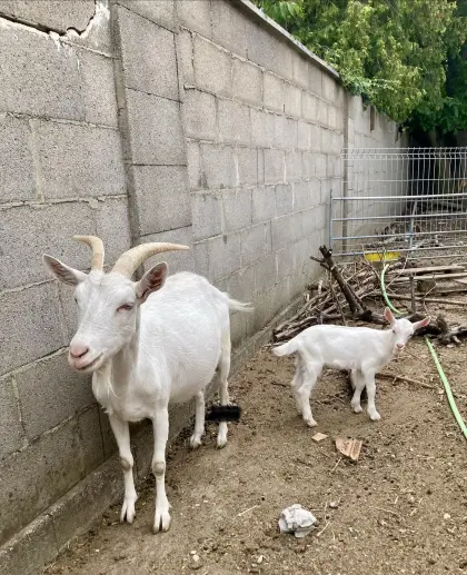 Saanenziegen in Milch