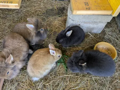 Junge Zwergkaninchen