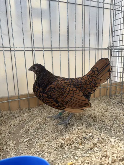 Sebright, gold-schwarz gesäumt