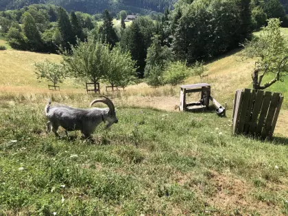 Blobe Ziegenkitze abzugeben