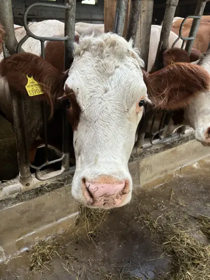 Verkaufe Fleckviehkuh samt Kalb, geeignet als Mutterkuh