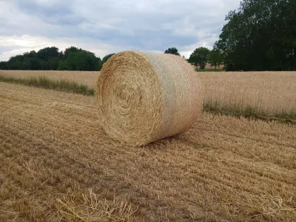 Stroh in Rundballen