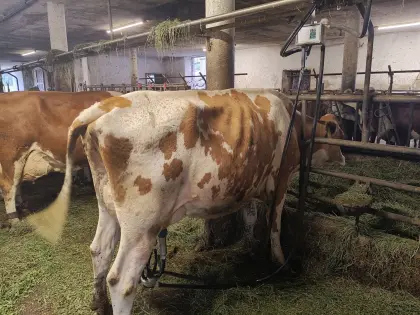 Verkaufe Bio Erstlingskuh