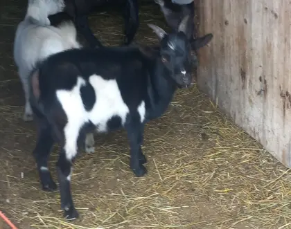 Zwergziegenbock