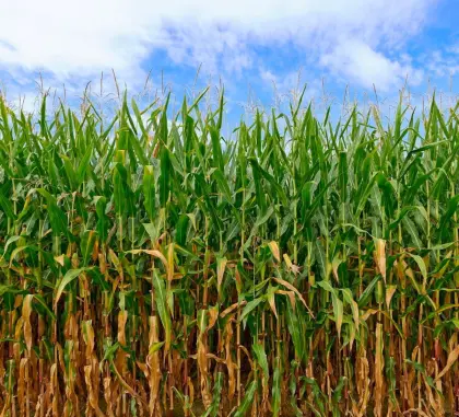 Suche verwertbare Futterflächen, vor allem Silomais ab Feld