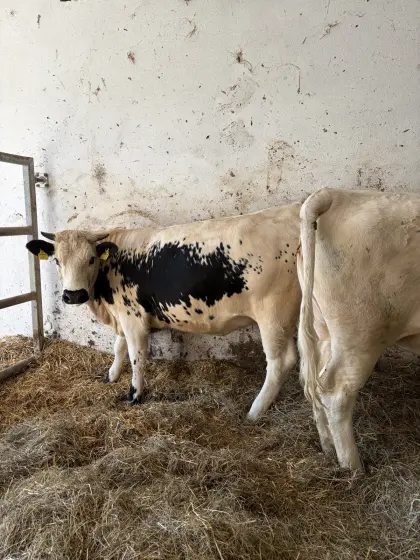 Verkaufe Pustertaler Sprinzen Kalbinnen