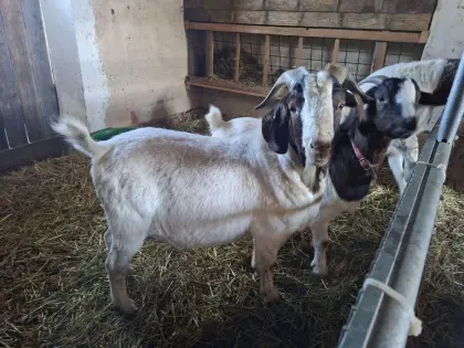 Burenziegenbock, Ziege