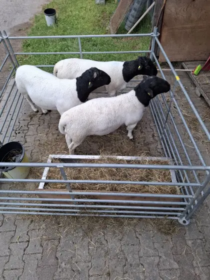 Verkaufe 1-jährige Dorper-Widder, BIO