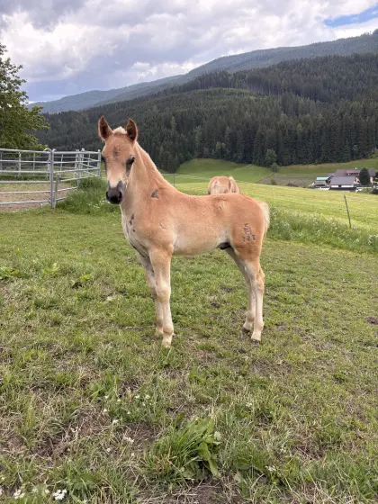 Haflinger Hengstfohlen Sigi