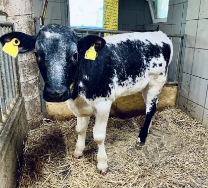 Kalb