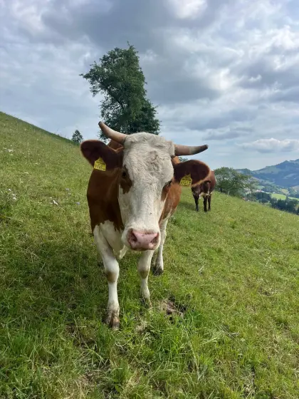 BIO Fleckvieh, Bio Jersey Kühe