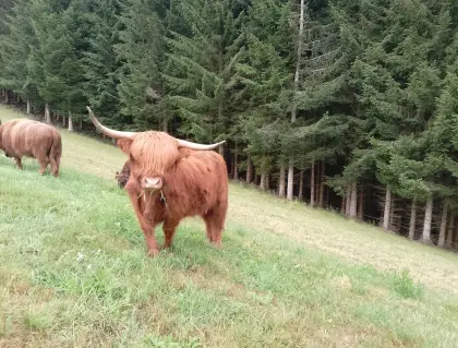 Hochlandrinder