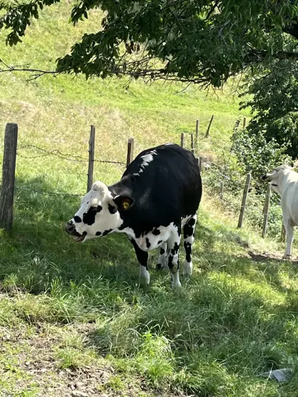 Verkaufe Normande × Fleckvieh Kalbin