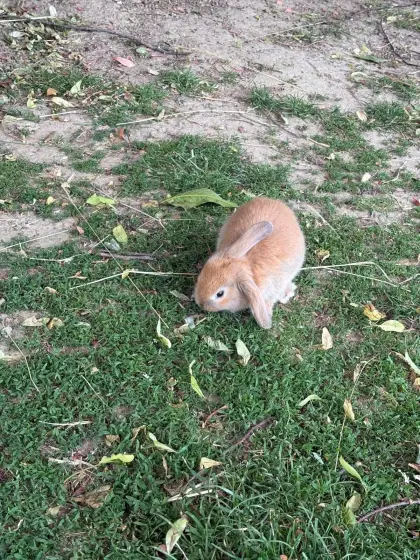 Zwergkaninchen