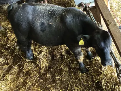 Angus-Stier
