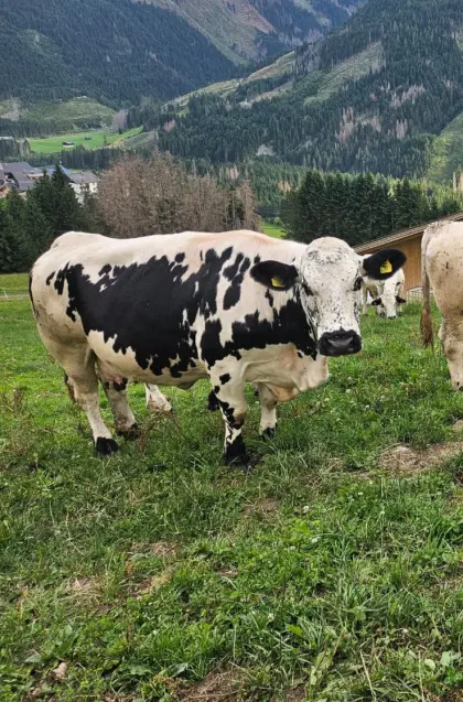 Verkaufe Pustertaler Sprinzen
