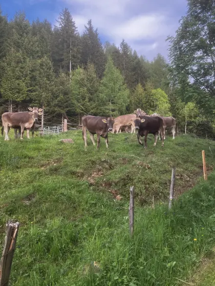 Bio-Kalbinnen trächtig