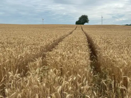 Futtergetreide aus Ernte 2026, 18 t lose Ware zu verkaufen