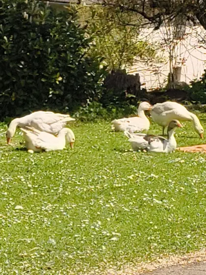 Gänse, Ganter