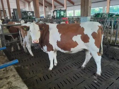 Verkaufe trächtige Kalbinnen und Erstlingskühe, BIO