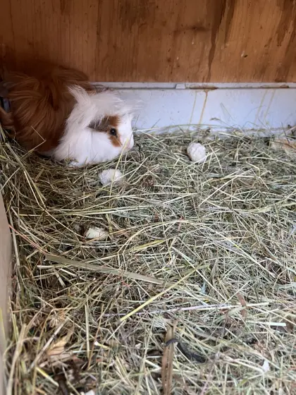 Meerschweinchen
