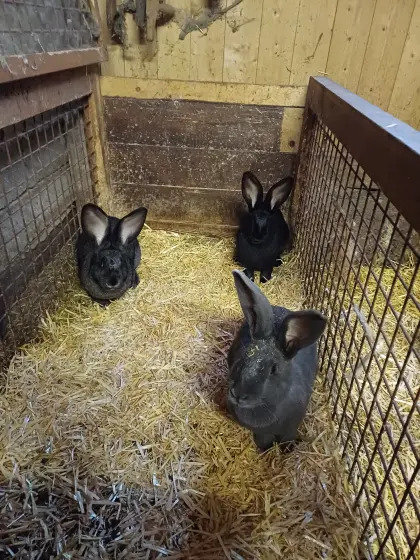 Belgische Riesen Hasenbabys zu verkaufen