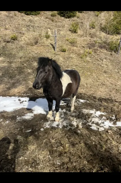 Pony-Hengst