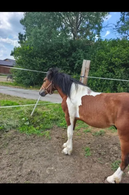 Pony-Wallache