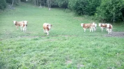Bio-Rindfleisch