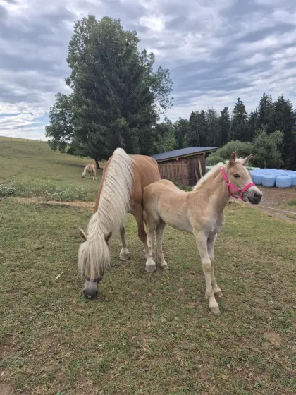 Haflinger Stutfohlen Casandra