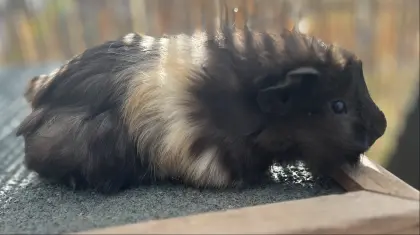 Meerschweinchen
