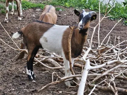 Ziegenkitze 7 Stk. weiblich, Steirische Scheckenziege