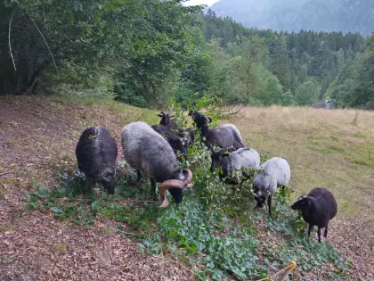 Grau gehörnte Heidschnucke