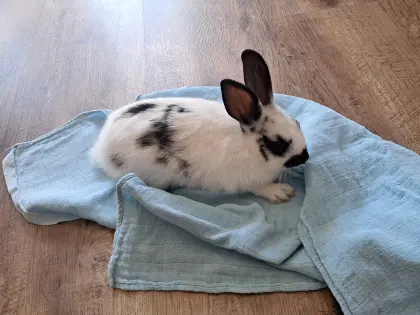 Zwergkaninchen zu vergeben