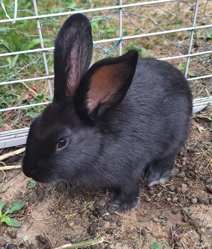 Junge schwarze Kaninchen