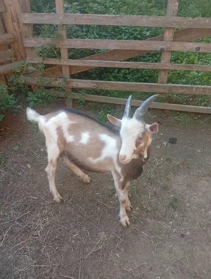 Junger Ziegenbock