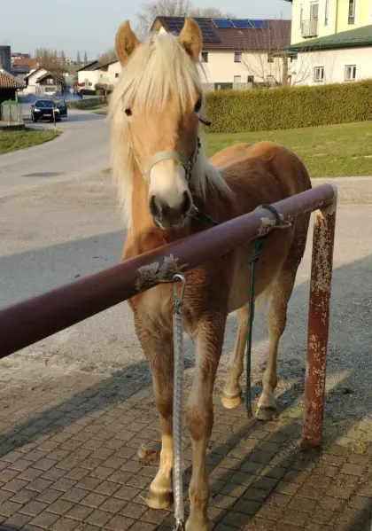 Haflinger Stutjährling