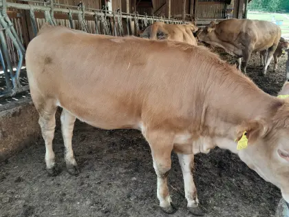 Verkaufe eine Bio-Jungkalbin